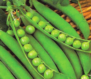 Lincoln Pea Seeds